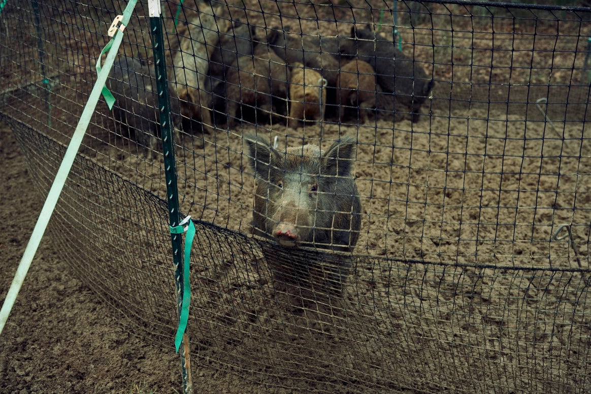 Pigs inside trap system