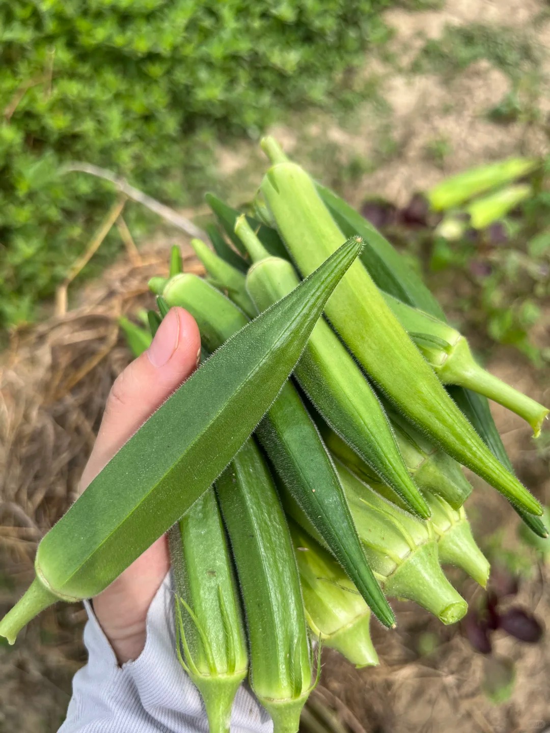 🥬 Bamya – семена за нежна и кремообразна текстура. Високодобивна, подходяща за консерви и традиционни ястия. 🍲