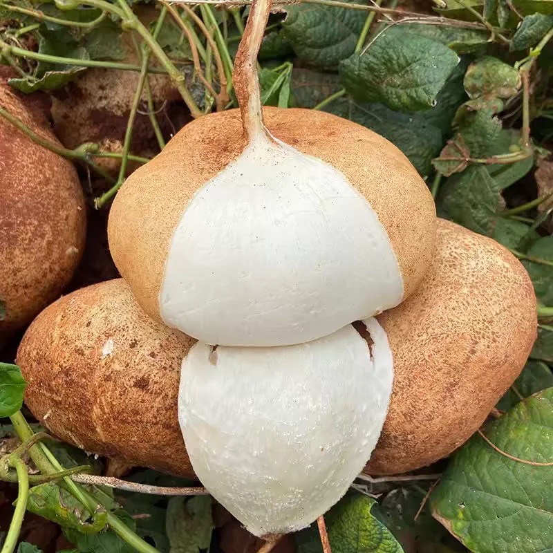 🥔  Хикама – екзотичен мексикански корен, хрупкав и сладък, като плод