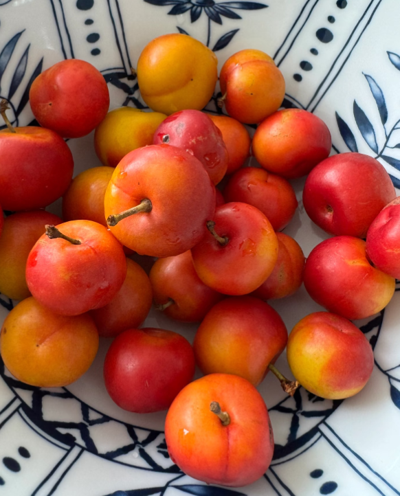 🏆 Продадени са над 50 000 опаковки! 🍒 СЕМЕНА НА ЧЕРЕША ДЖУДЖЕ 🌿 (Prunus humilis – храстова череша)