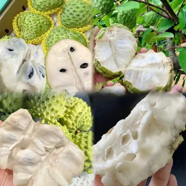 🌱Εξωτικοί Σπόροι Ανανόνα – Γλυκός, Ζουμερός Καρπός & Εύκολη Καλλιέργεια