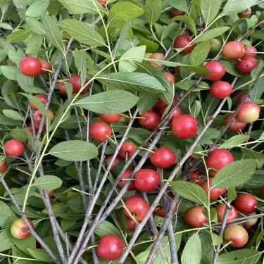 🏆 Продадени са над 50 000 опаковки! 🍒 СЕМЕНА НА ЧЕРЕША ДЖУДЖЕ 🌿 (Prunus humilis – храстова череша)