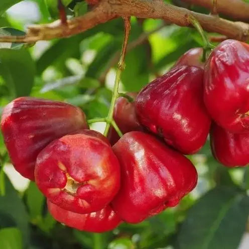 🍎Комплект за отглеждане на восъчна ябълка