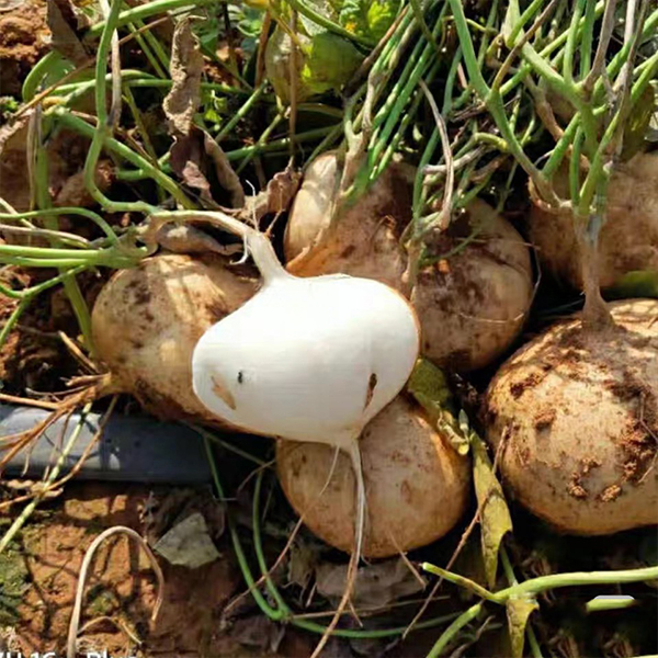 🥔  Хикама – екзотичен мексикански корен, хрупкав и сладък, като плод