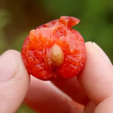 🏆 Продадени са над 50 000 опаковки! 🍒 СЕМЕНА НА ЧЕРЕША ДЖУДЖЕ 🌿 (Prunus humilis – храстова череша)