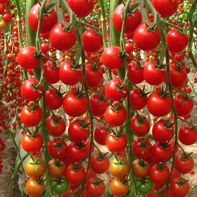 🌱 Εύκολο στην καλλιέργεια 🍅 Σπόροι για ντοματίνια καταρράκτη – υψηλή απόδοση