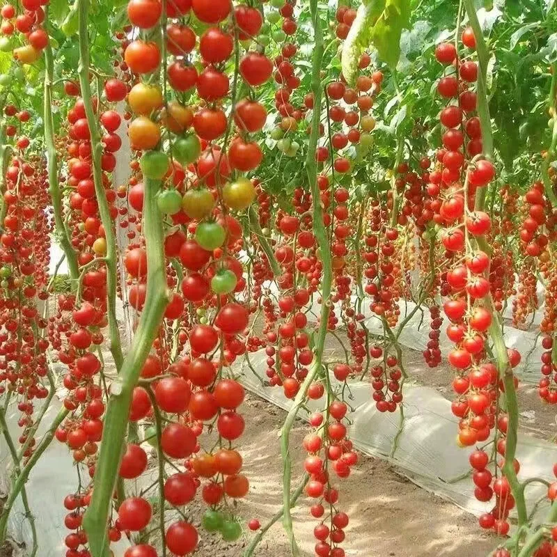 🌱 Εύκολο στην καλλιέργεια 🍅 Σπόροι για ντοματίνια καταρράκτη – υψηλή απόδοση
