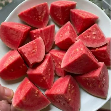 💥 Ανοιξιάτικη έκπτωση – 49% ΕΚΠΤΩΣΗ! - Σπόροι γκουάβας – εύκολοι στην καλλιέργεια σπόροι οπωροφόρων δέντρων