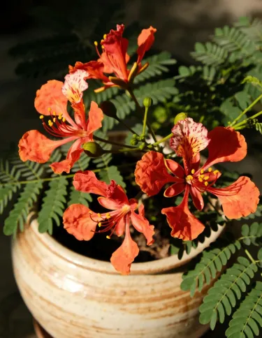 🦋 Семена на Caesalpinia pulcherrima (пауново цвете) – балконско/градинско декоративно растение, устойчиво на горещина, лесно за отглеждане, многогодишно храстовидно 🌺