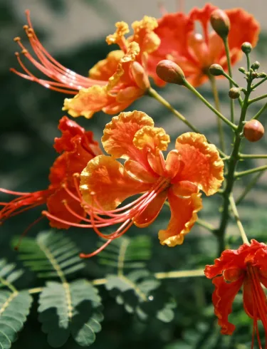 🦋 Семена на Caesalpinia pulcherrima (пауново цвете) – балконско/градинско декоративно растение, устойчиво на горещина, лесно за отглеждане, многогодишно храстовидно 🌺