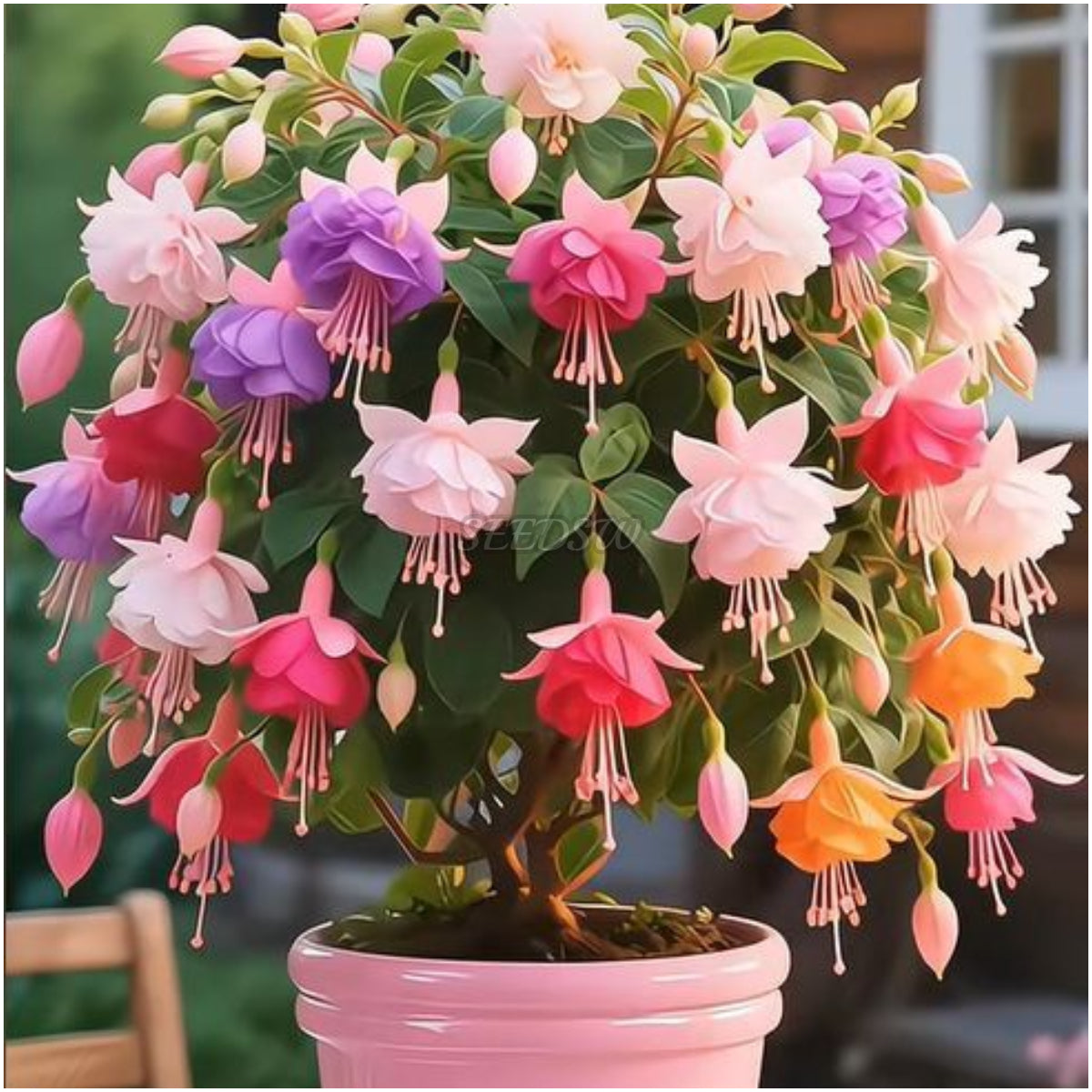 🌼 😍 Семена от цветя Фуксия – Живописни декоративни растения за висящи кошници, саксии и градина