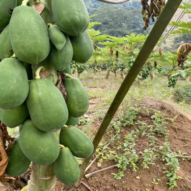 🥭 Σπόροι κρεμώδους παπάγιας