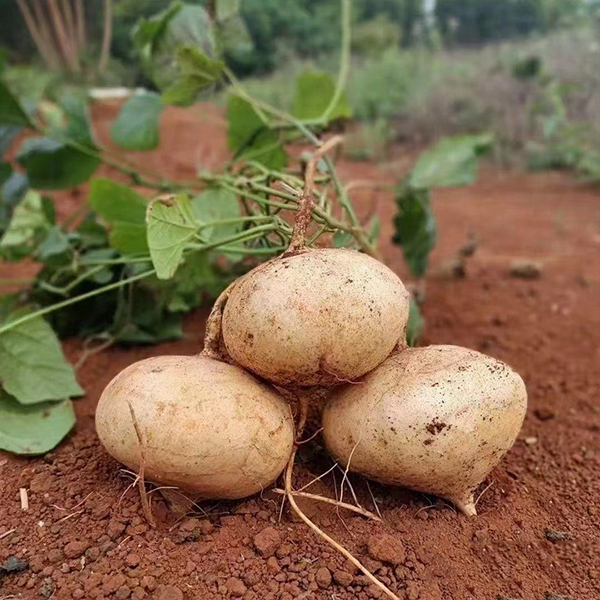 🥔  Хикама – екзотичен мексикански корен, хрупкав и сладък, като плод