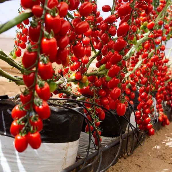 🌱 Εύκολο στην καλλιέργεια 🍅 Σπόροι για ντοματίνια καταρράκτη – υψηλή απόδοση