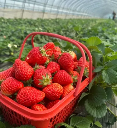 ✨ Изключително доходоносно! 💰 -- 🍓 Семена от ягоди за целогодишно отглеждане 🌱