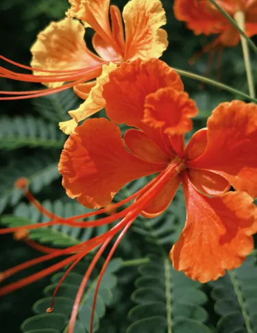 🦋 Семена на Caesalpinia pulcherrima (пауново цвете) – балконско/градинско декоративно растение, устойчиво на горещина, лесно за отглеждане, многогодишно храстовидно 🌺
