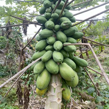 🥭 Σπόροι κρεμώδους παπάγιας