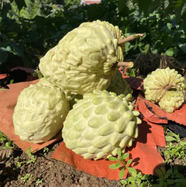 🌱Εξωτικοί Σπόροι Ανανόνα – Γλυκός, Ζουμερός Καρπός & Εύκολη Καλλιέργεια