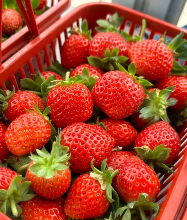 ✨ Изключително доходоносно! 💰 -- 🍓 Семена от ягоди за целогодишно отглеждане 🌱