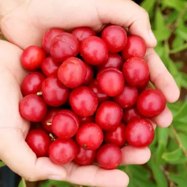 🏆 Продадени са над 50 000 опаковки! 🍒 СЕМЕНА НА ЧЕРЕША ДЖУДЖЕ 🌿 (Prunus humilis – храстова череша)