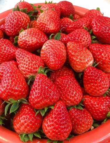 ✨ Изключително доходоносно! 💰 -- 🍓 Семена от ягоди за целогодишно отглеждане 🌱