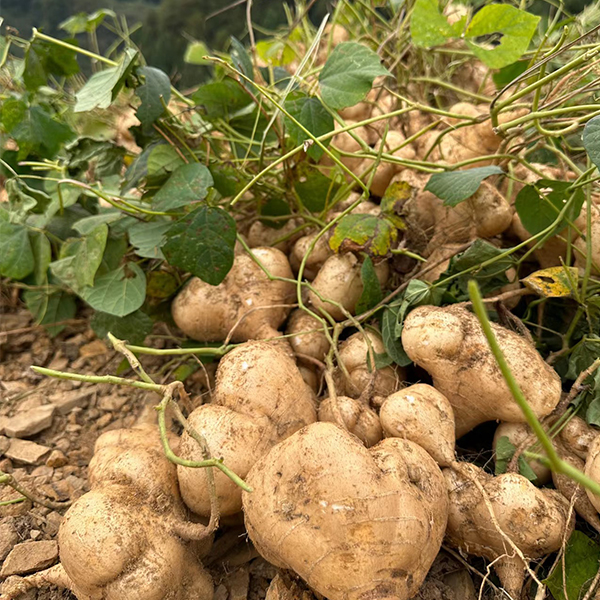 🥔  Хикама – екзотичен мексикански корен, хрупкав и сладък, като плод