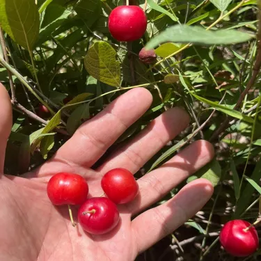 🏆 Продадени са над 50 000 опаковки! 🍒 СЕМЕНА НА ЧЕРЕША ДЖУДЖЕ 🌿 (Prunus humilis – храстова череша)