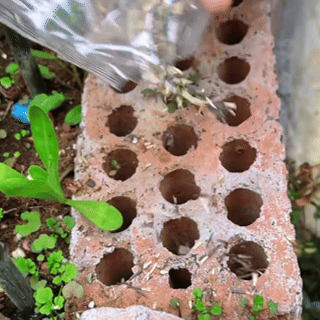 🌱 Prémiové semená nevädze – „nezastaviteľná“ divoká kvetina, ktorá rastie kdekoľvek