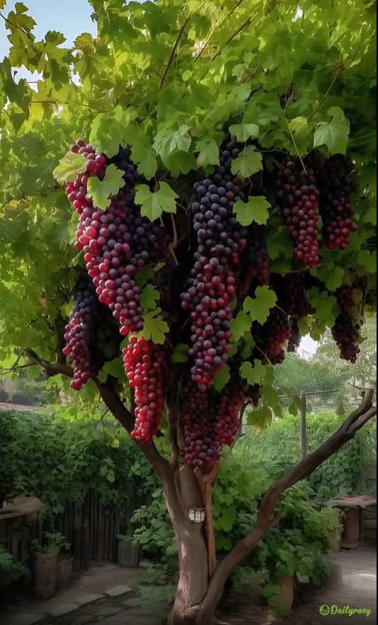 🍇Семки от гигантско гроздово дърво: тънкокорени, големи и без семки 🌿