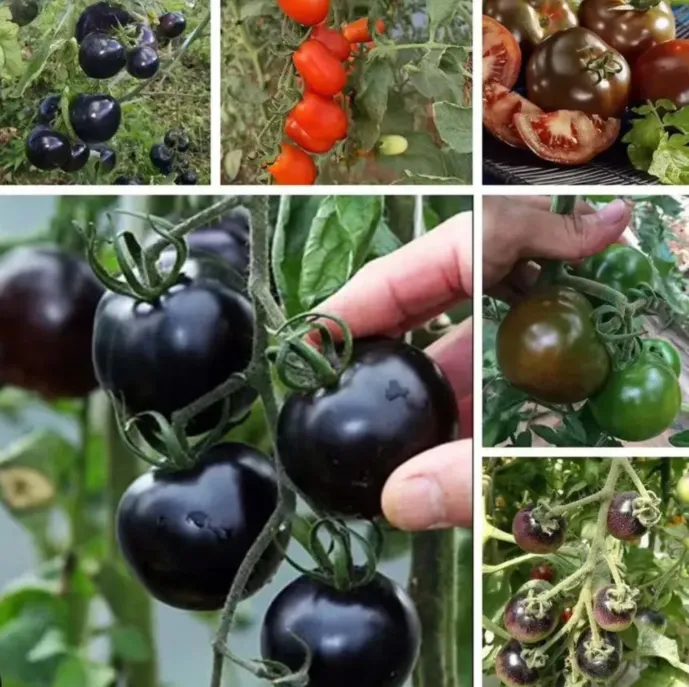 🍅🖤 Egzotična crna rajčica Black Diamond – slatka, sočna i vrlo rodna!