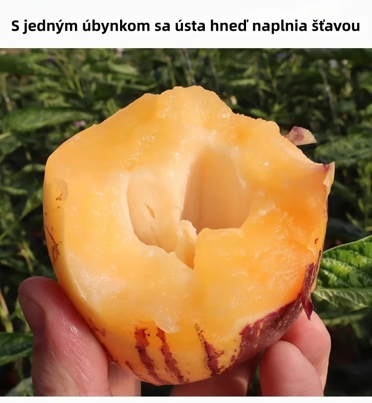 🎁 30% отстъпка 🍐🍐 Семена от пепино (крушов пъпеш)