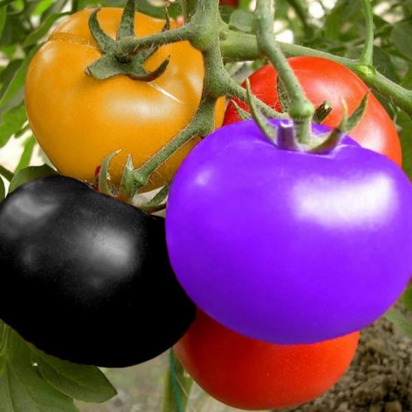 🍅Rainbow Tomato Seeds(100 Seeds)