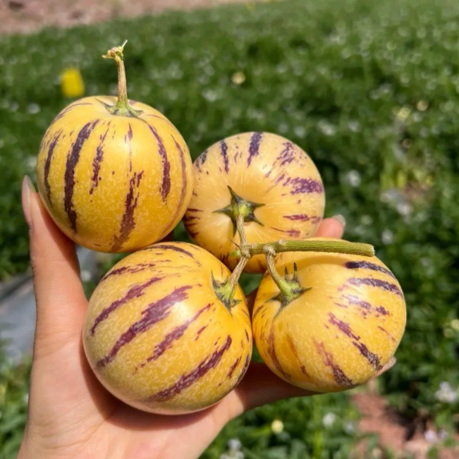 Плодове женшен Пепино Семена от пъпеш - Solanum Muricatum