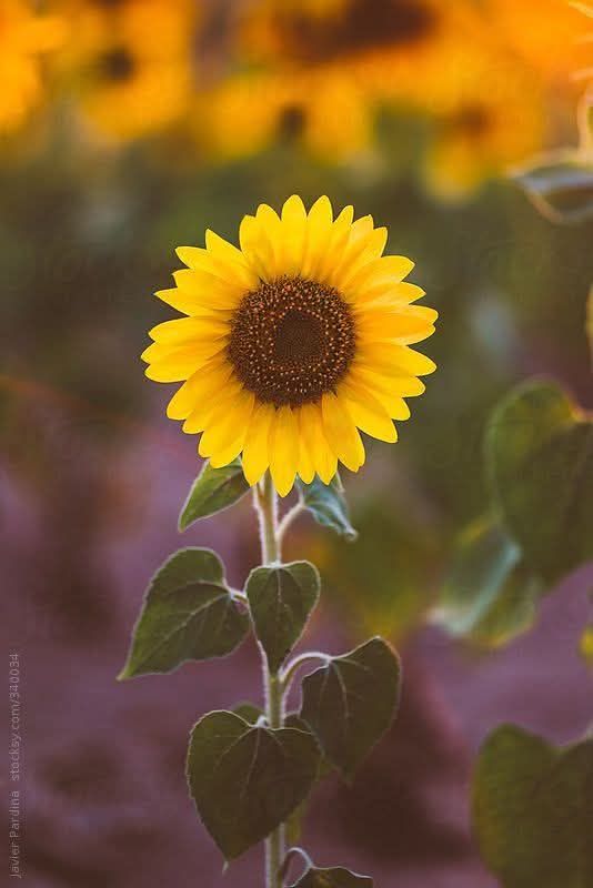 LQ-陈明丹4.21 Krásne slnečnicové semená✨🌻Ľahko sa pestuje