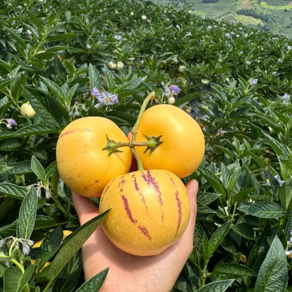 Плодове женшен Пепино Семена от пъпеш - Solanum Muricatum
