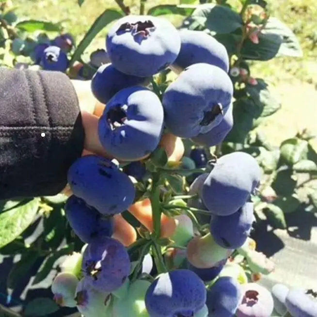 🫐Divovska borovnica – slatka, sočna i jednostavna za uzgoj 🌱