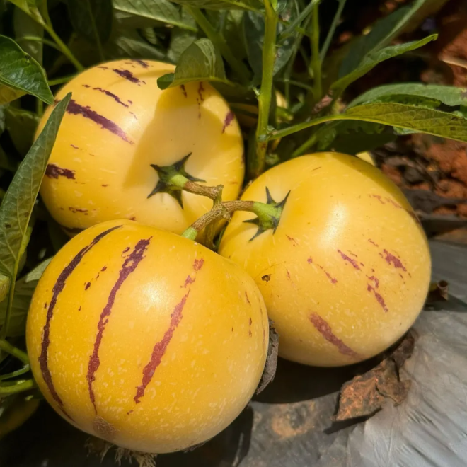 Плодове женшен Пепино Семена от пъпеш - Solanum Muricatum