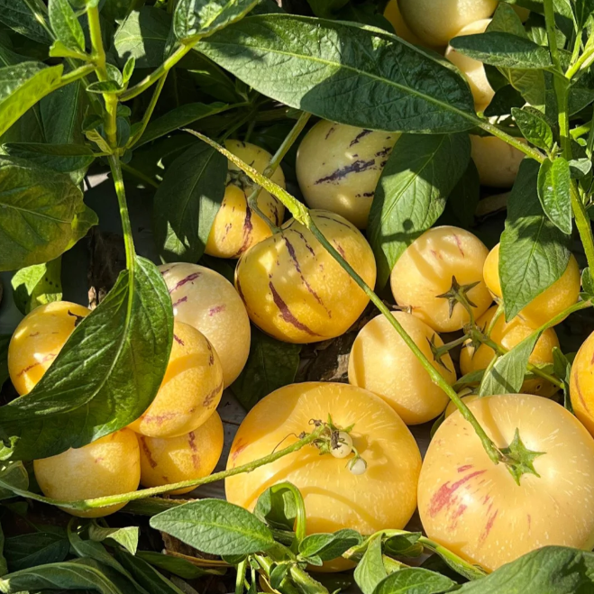Плодове женшен Пепино Семена от пъпеш - Solanum Muricatum