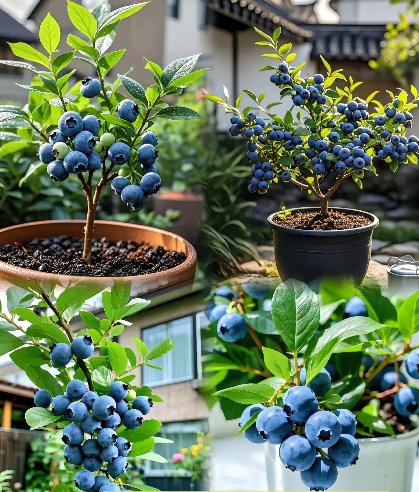 🫐Divovska borovnica – slatka, sočna i jednostavna za uzgoj 🌱