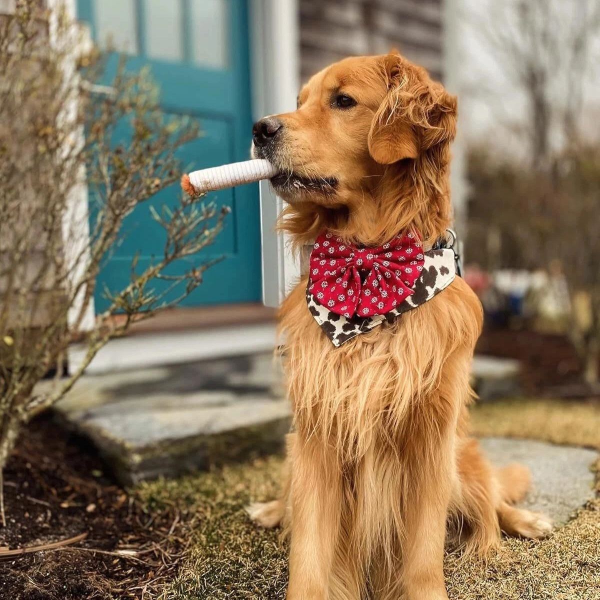 Cute Fake Cigarette Plush Dog Toy, Interactive Squeaking Chewing Toy for Pets