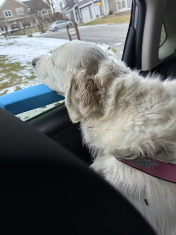 Pet Car Window Comfort Pad