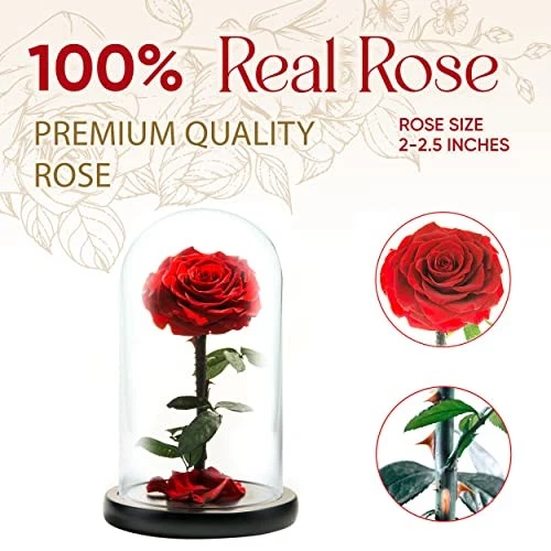 Forever Preserved Rose - Eternal Rose in  Assorted Colors , Sizes