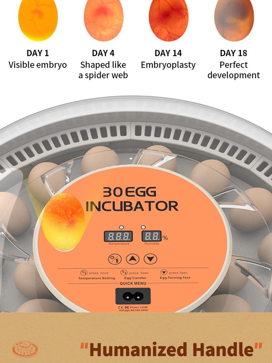 30 Egg Incubator with Automatic Turner, Digital Temperature and Humidity Display, and Built-in Egg Candler for Hatching Chickens, Quail, and Ducks