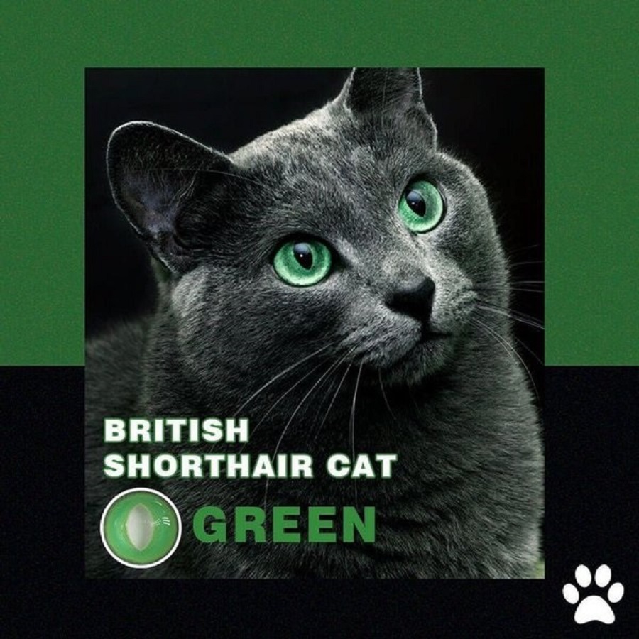 【Halloween&Cosplay】D121 British Shorthair Cat