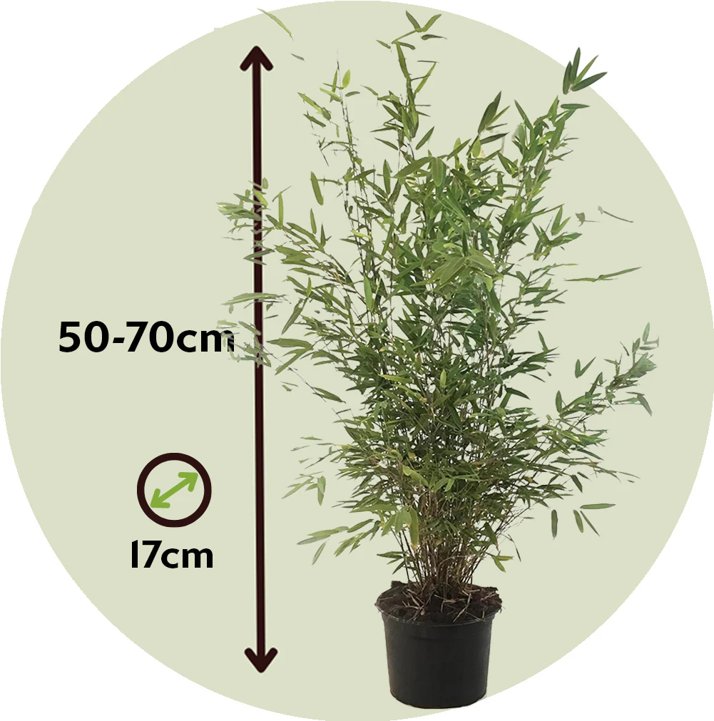 Chinese Fountain Bamboo Plants