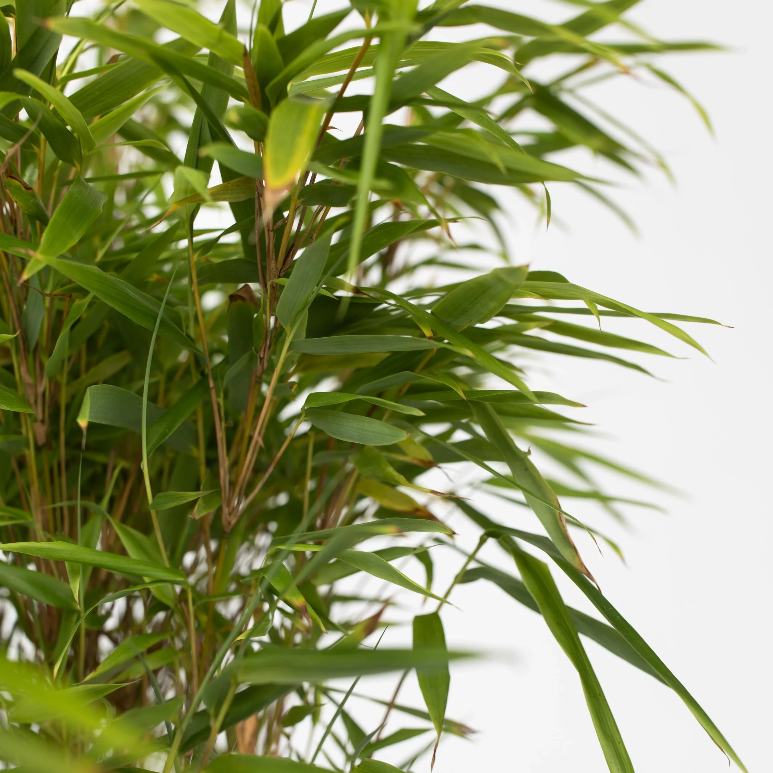 Chinese Fountain Bamboo Plants