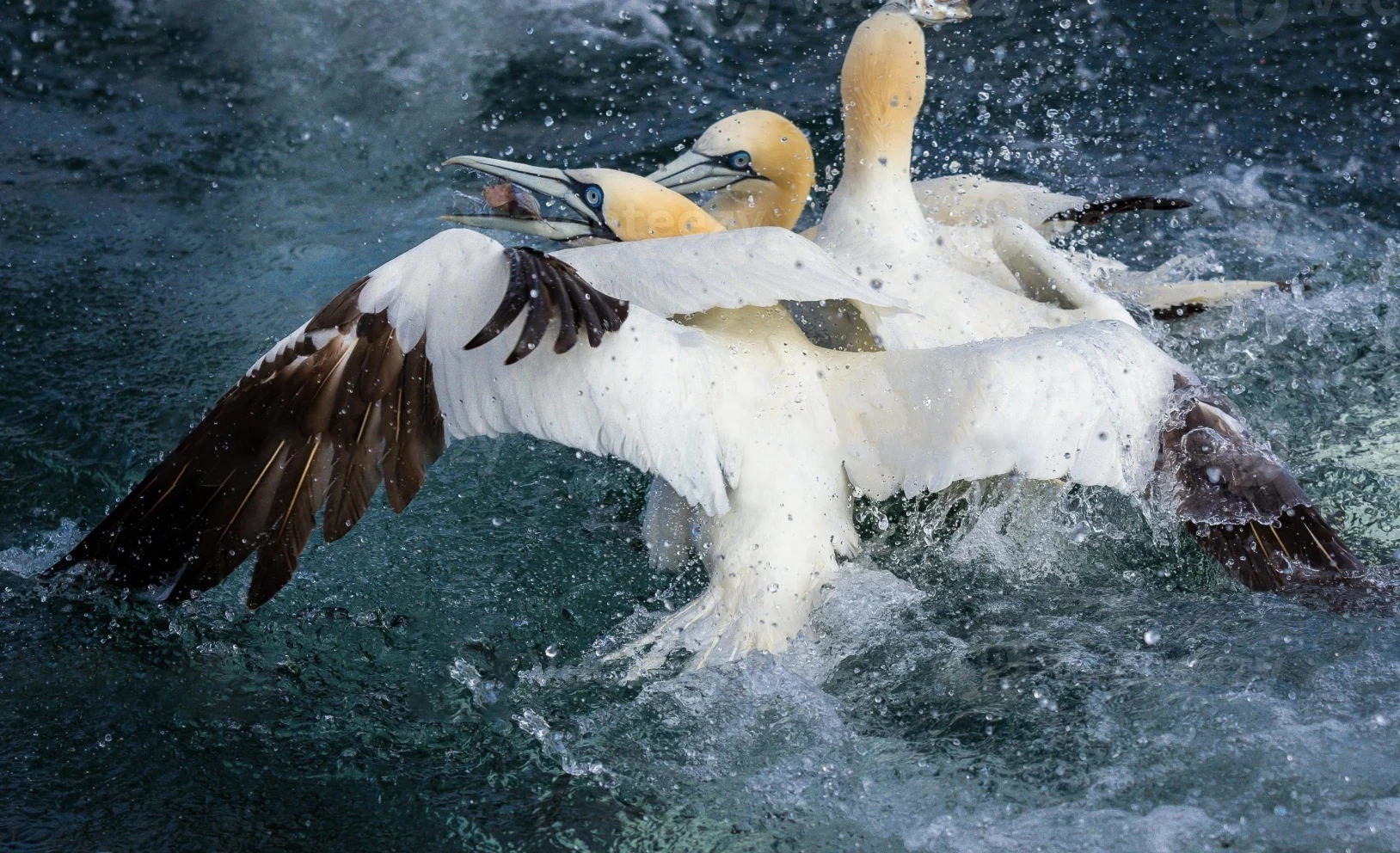 Northern gannets diving into ocean water with wings spread and fish in beak.