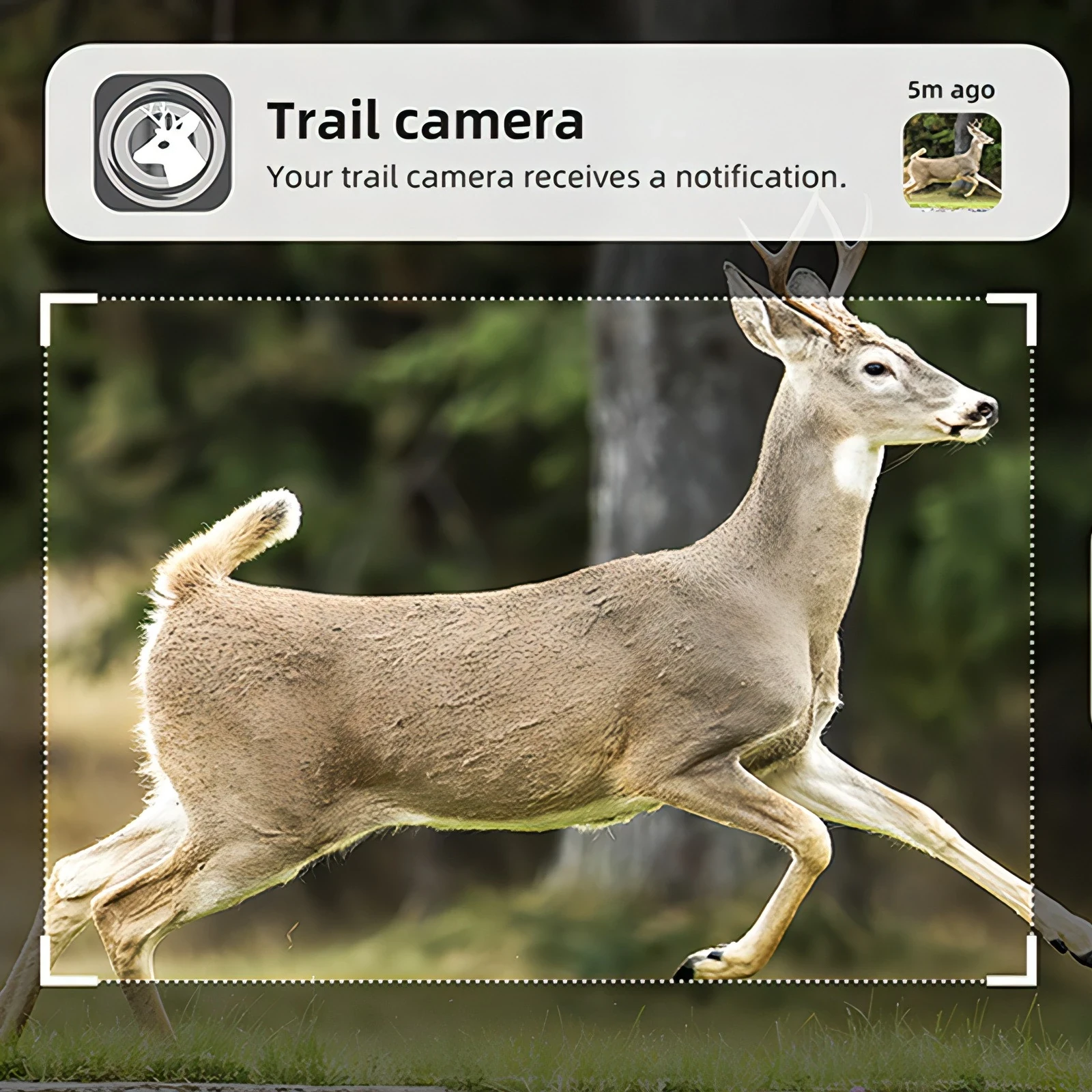 Keovy Wildlife Camera - Image 1