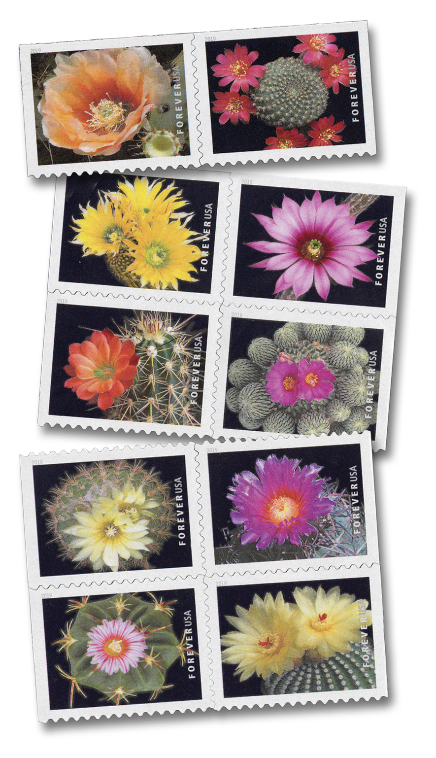 Cactus Flowers 2019