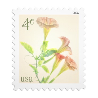 2026 Angel's Trumpets
